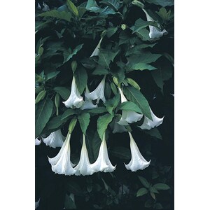 Mr. Fothergill's Seeds Datura angels trumpet Home Depot Canada