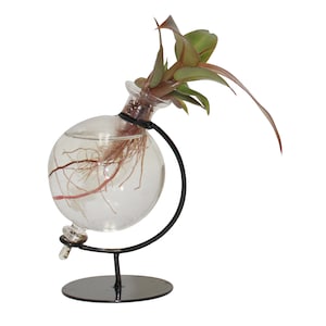 Proven Winners 3-inch Proven Winners Leafjoy H2O Elkhorn Globe
