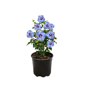 Landscape Basics 2 Gallon Blue Marlin Rose of Sharon with single